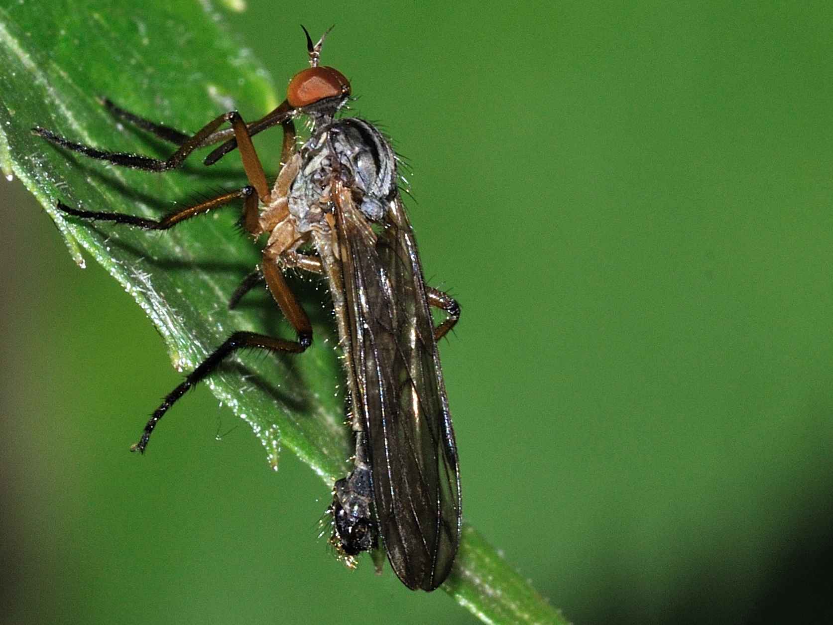 Empididae